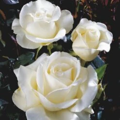 'Karen Blixen'™ Rosa X 'Karen Blixen'™ (Storblomstrende) A-Kvalitet,- Barrods Roser Min. 3 Grene