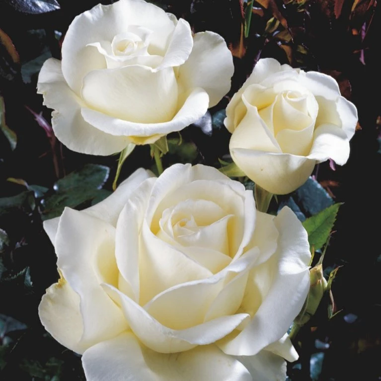 'Karen Blixen'™ Rosa X 'Karen Blixen'™ (Storblomstrende) A-Kvalitet,- Barrods Roser Min. 3 Grene 1 'Karen Blixen'™ Rosa X 'Karen Blixen'™ (Storblomstrende) A-Kvalitet,- Barrods Roser Min. 3 Grene