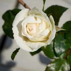 'Karen Blixen'™ Rosa X 'Karen Blixen'™ (Storblomstrende) A-Kvalitet,- Barrods Roser Min. 3 Grene 13 'Karen Blixen'™ Rosa X 'Karen Blixen'™ (Storblomstrende) A-Kvalitet,- Barrods Roser Min. 3 Grene -Osmo Salgsbutik p2049 51313 rosa x karen blixen storblomstrende d408