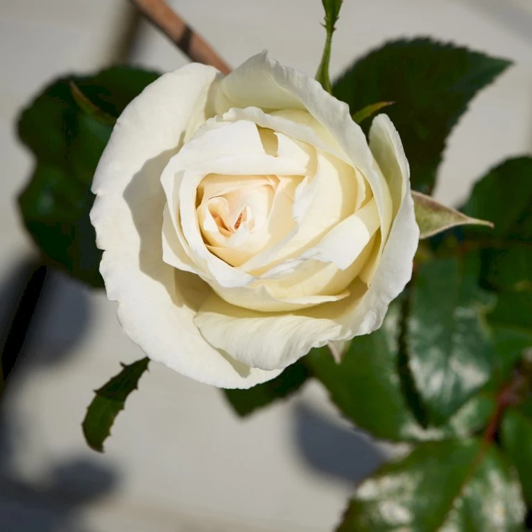 'Karen Blixen'™ Rosa X 'Karen Blixen'™ (Storblomstrende) A-Kvalitet,- Barrods Roser Min. 3 Grene 3 'Karen Blixen'™ Rosa X 'Karen Blixen'™ (Storblomstrende) A-Kvalitet,- Barrods Roser Min. 3 Grene - Billede 3