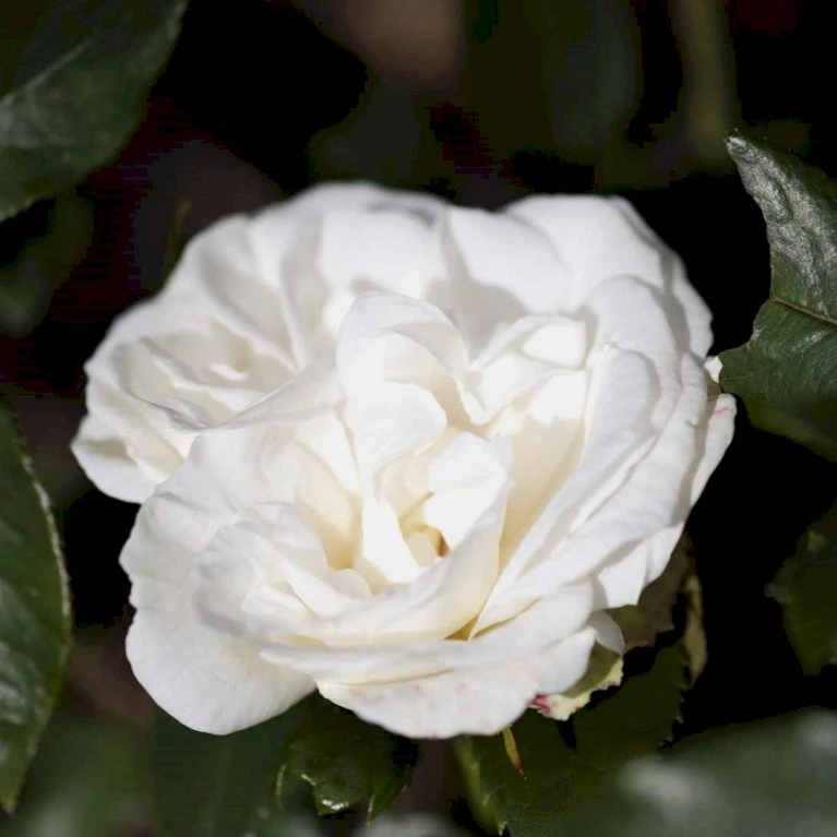 'Karen Blixen'™ Rosa X 'Karen Blixen'™ (Storblomstrende) A-Kvalitet,- Barrods Roser Min. 3 Grene 4 'Karen Blixen'™ Rosa X 'Karen Blixen'™ (Storblomstrende) A-Kvalitet,- Barrods Roser Min. 3 Grene - Billede 4