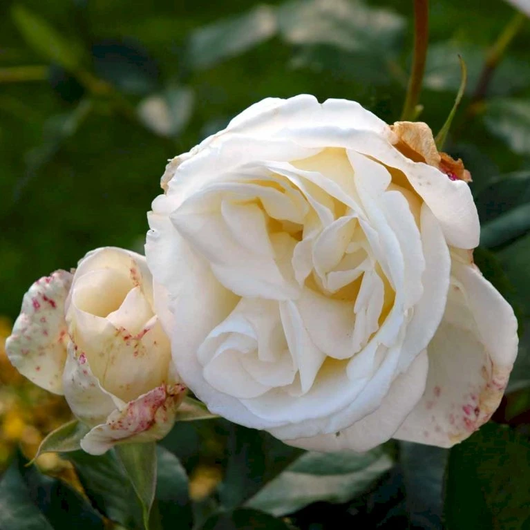 'Karen Blixen'™ Rosa X 'Karen Blixen'™ (Storblomstrende) A-Kvalitet,- Barrods Roser Min. 3 Grene 5 'Karen Blixen'™ Rosa X 'Karen Blixen'™ (Storblomstrende) A-Kvalitet,- Barrods Roser Min. 3 Grene - Billede 5