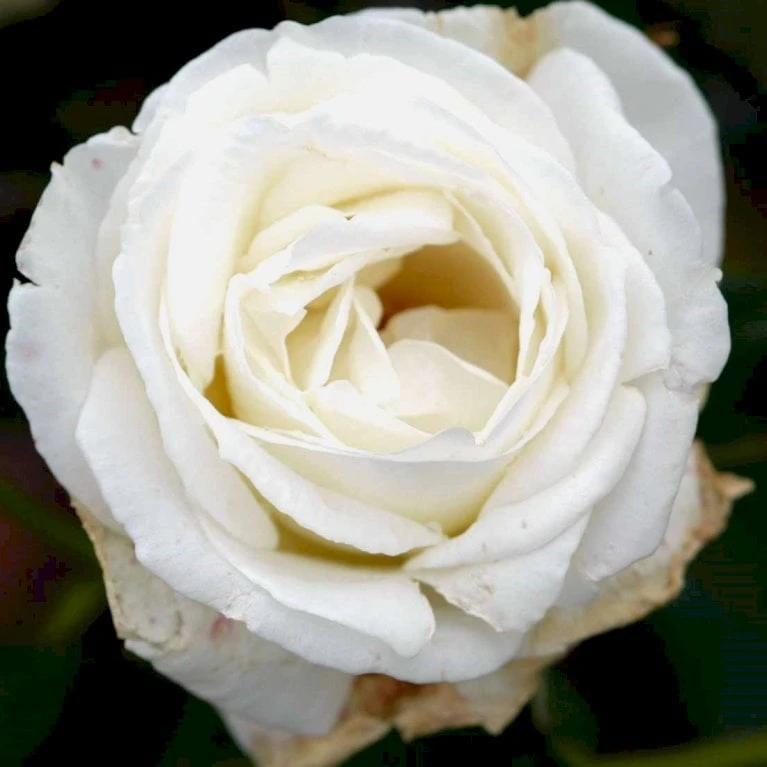 'Karen Blixen'™ Rosa X 'Karen Blixen'™ (Storblomstrende) A-Kvalitet,- Barrods Roser Min. 3 Grene 6 'Karen Blixen'™ Rosa X 'Karen Blixen'™ (Storblomstrende) A-Kvalitet,- Barrods Roser Min. 3 Grene - Billede 6