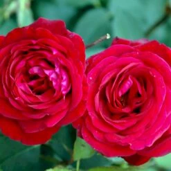 'Leonora Christine'® Rosa X 'Leonora Christine'® (Storblomstrende) A-Kvalitet,- Barrods Roser Min. 3 Grene -Osmo Salgsbutik p2053 51323 rosa x leonora christine storblomstrende 51d3