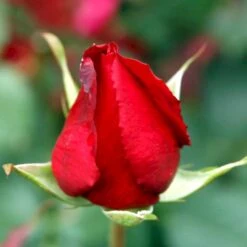 'Leonora Christine'® Rosa X 'Leonora Christine'® (Storblomstrende) A-Kvalitet,- Barrods Roser Min. 3 Grene -Osmo Salgsbutik p2053 51324 rosa x leonora christine storblomstrende e274