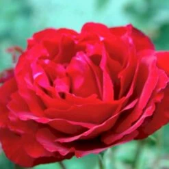 'Leonora Christine'® Rosa X 'Leonora Christine'® (Storblomstrende) A-Kvalitet,- Barrods Roser Min. 3 Grene -Osmo Salgsbutik p2053 51325 rosa x leonora christine storblomstrende b115