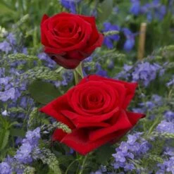 'Leonora Christine'® Rosa X 'Leonora Christine'® (Storblomstrende) A-Kvalitet,- Barrods Roser Min. 3 Grene -Osmo Salgsbutik p2053 53598 rosa x leonora christine storblomstrende 4374