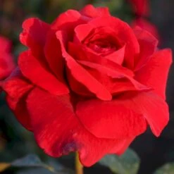 'Leonora Christine'® Rosa X 'Leonora Christine'® (Storblomstrende) A-Kvalitet,- Barrods Roser Min. 3 Grene -Osmo Salgsbutik p2053 53599 rosa x leonora christine storblomstrende 9c32