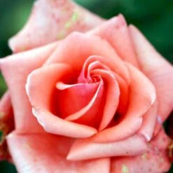 'Louisiana'® Rosa X 'Louisiana'® (Storblomstrende) A-Kvalitet,- Barrods Roser Min. 3 Grene