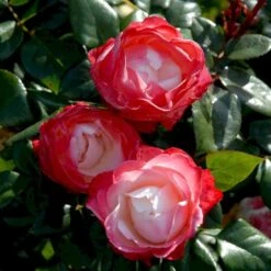 'Nostalgie'® Rosa X 'Nostalgie'® (Storblomstrende) A-Kvalitet,- Barrods Roser Min. 3 Grene -Osmo Salgsbutik p2056 51344 rosa x nostalgie storblomstrende 28e9
