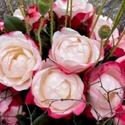 'Nostalgie'® Rosa X 'Nostalgie'® (Storblomstrende) A-Kvalitet,- Barrods Roser Min. 3 Grene -Osmo Salgsbutik p2056 51346 rosa x nostalgie storblomstrende 8802