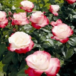 'Nostalgie'® Rosa X 'Nostalgie'® (Storblomstrende) A-Kvalitet,- Barrods Roser Min. 3 Grene -Osmo Salgsbutik p2056 53987 rosa x nostalgie storblomstrende fcdc