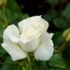 'Pascali' Rosa X 'Pascali' (Storblomstrende) A-Kvalitet,- Barrods Roser Min. 3 Grene