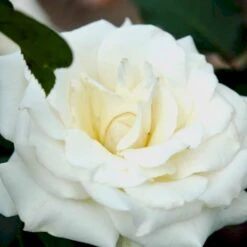 'Pascali' Rosa X 'Pascali' (Storblomstrende) A-Kvalitet,- Barrods Roser Min. 3 Grene -Osmo Salgsbutik p2058 51349 rosa x pascali storblomstrende 4bda