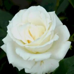 'Pascali' Rosa X 'Pascali' (Storblomstrende) A-Kvalitet,- Barrods Roser Min. 3 Grene -Osmo Salgsbutik p2058 51350 rosa x pascali storblomstrende 94a0