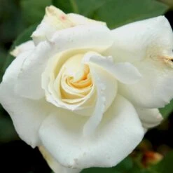 'Pascali' Rosa X 'Pascali' (Storblomstrende) A-Kvalitet,- Barrods Roser Min. 3 Grene -Osmo Salgsbutik p2058 51351 rosa x pascali storblomstrende bc52