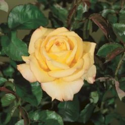 'Peer Gynt'® Rosa X 'Peer Gynt'® (Storblomstrende) A-Kvalitet,- Barrods Roser Min. 3 Grene -Osmo Salgsbutik p2060 53624 rosa x peer gynt storblomstrende 590f