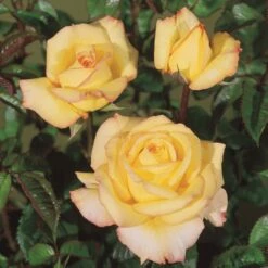 'Peer Gynt'® Rosa X 'Peer Gynt'® (Storblomstrende) A-Kvalitet,- Barrods Roser Min. 3 Grene -Osmo Salgsbutik p2060 53625 rosa x peer gynt storblomstrende 0406