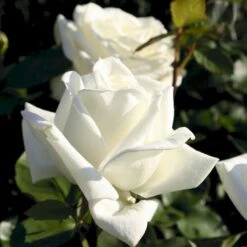 'Polarstern'® Rosa X 'Polarstern'® (Storblomstrende) A-Kvalitet,- Barrods Roser Min. 3 Grene -Osmo Salgsbutik p2063 53989 rosa x polarstern storblomstrende 2777