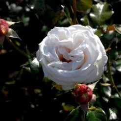 'Royal Copenhagen'™ Rosa X 'Royal Copenhagen'™ (Storblomstrende) A-Kvalitet,- Barrods Roser Min. 3 Grene -Osmo Salgsbutik p2066 51375 rosa x royal copenhagen storblomstrende 9c36