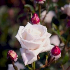 'Royal Copenhagen'™ Rosa X 'Royal Copenhagen'™ (Storblomstrende) A-Kvalitet,- Barrods Roser Min. 3 Grene -Osmo Salgsbutik p2066 51376 rosa x royal copenhagen storblomstrende c6eb