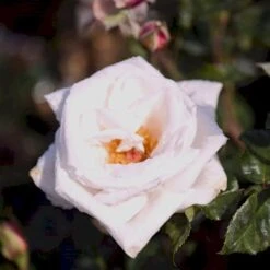 'Royal Copenhagen'™ Rosa X 'Royal Copenhagen'™ (Storblomstrende) A-Kvalitet,- Barrods Roser Min. 3 Grene -Osmo Salgsbutik p2066 51377 rosa x royal copenhagen storblomstrende d8d6