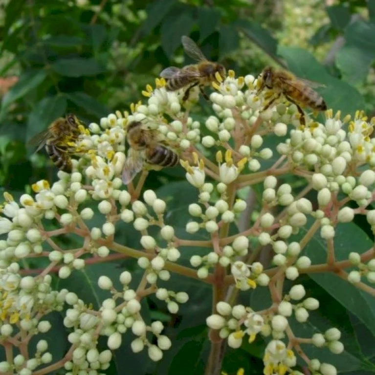 Bi-træ/Honningtræ Euodia Tetradium Danielli Ssp. Hupehensis Potte 2,0 Liter,- Opbundet 2 Bi-træ/Honningtræ Euodia Tetradium Danielli Ssp. Hupehensis Potte 2,0 Liter,- Opbundet - Billede 2