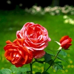 'Super Star'® Rosa X 'Super Star'® (Storblomstrende) A-Kvalitet,- Barrods Roser Min. 3 Grene -Osmo Salgsbutik p2070 51389 rosa x super star storblomstrende fa2a