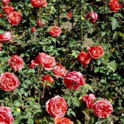 'Super Star'® Rosa X 'Super Star'® (Storblomstrende) A-Kvalitet,- Barrods Roser Min. 3 Grene -Osmo Salgsbutik p2070 51390 rosa x super star storblomstrende 9e6b