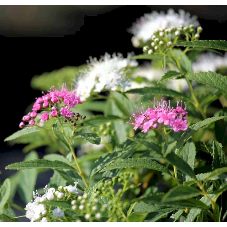 Spiræa 'Genpei' Spiraea Japonica 'Genpei' Potte 2,0 Liter,- 25-30 Cm. 3 Spiræa 'Genpei' Spiraea Japonica 'Genpei' Potte 2,0 Liter,- 25-30 Cm. - Billede 3