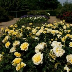 'Tivoli 150'™ Rosa X 'Tivoli 150'™ A-Kvalitet,- Barrods Roser Min. 3 Grene -Osmo Salgsbutik p2073 51395 rosa x tivoli 150 0108