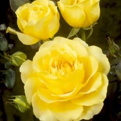 'Tivoli 150'™ Rosa X 'Tivoli 150'™ A-Kvalitet,- Barrods Roser Min. 3 Grene -Osmo Salgsbutik p2073 51397 rosa x tivoli 150 24f5