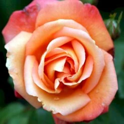 'Troika' Rosa X 'Troika' (Storblomstrende) A-Kvalitet,- Barrods Roser Min. 3 Grene -Osmo Salgsbutik p2074 51399 rosa x troika storblomstrende 2b11