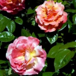 'Troika' Rosa X 'Troika' (Storblomstrende) A-Kvalitet,- Barrods Roser Min. 3 Grene -Osmo Salgsbutik p2074 51400 rosa x troika storblomstrende 6047