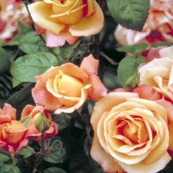 'Troika' Rosa X 'Troika' (Storblomstrende) A-Kvalitet,- Barrods Roser Min. 3 Grene -Osmo Salgsbutik p2074 51401 rosa x troika storblomstrende 4b96