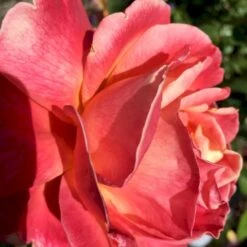 'Troika' Rosa X 'Troika' (Storblomstrende) A-Kvalitet,- Barrods Roser Min. 3 Grene -Osmo Salgsbutik p2074 51402 rosa x troika storblomstrende 01c6