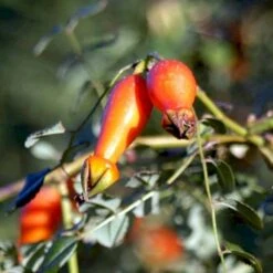 'Kristine' Rosa Moyesii 'Kristine' (Mandarinrose) A-Kvalitet,- Barrods Roser Min. 3 Grene -Osmo Salgsbutik p20933 53443 rosa moyesii kristine mandarinrose 44c0