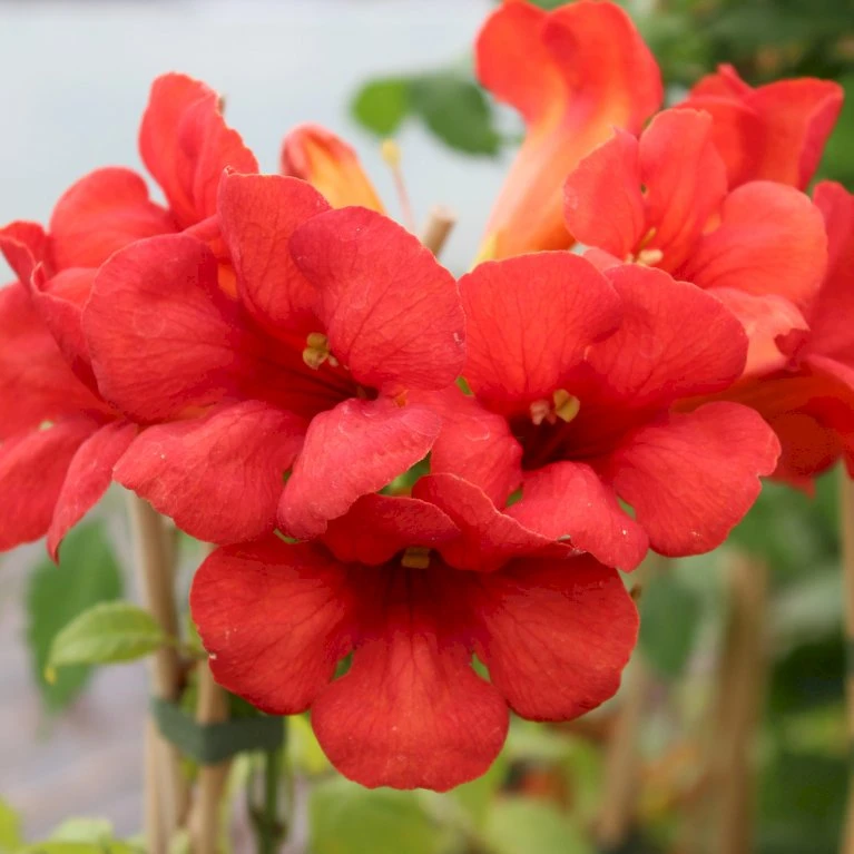 Trompetblomst 'Flamenco' Campsis Radicans 'Flamenco' Potte 2,0 Liter,- Opbundet 2 Trompetblomst 'Flamenco' Campsis Radicans 'Flamenco' Potte 2,0 Liter,- Opbundet - Billede 2