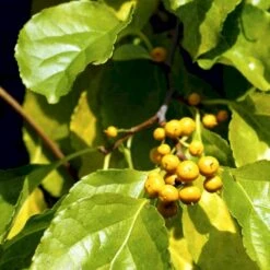Træmorder 'Diana' Celastrus Orbiculatus 'Diana' (Hunplante) Potte 2,0 Liter,- Opbundet