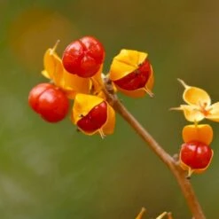 Træmorder 'Diana' Celastrus Orbiculatus 'Diana' (Hunplante) Potte 2,0 Liter,- Opbundet -Osmo Salgsbutik p20957 50545 celastrus orbiculatus diana hunplante ff1a