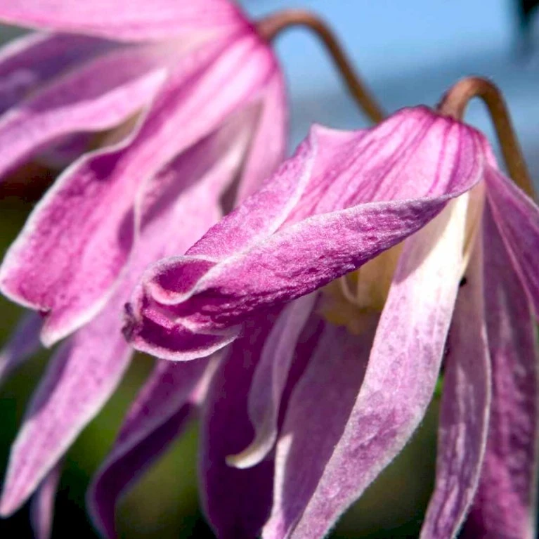 'Constance' Clematis 'Constance' Potte 2,0 Liter,- 3 Bambus Stokke 1 'Constance' Clematis 'Constance' Potte 2,0 Liter,- 3 Bambus Stokke