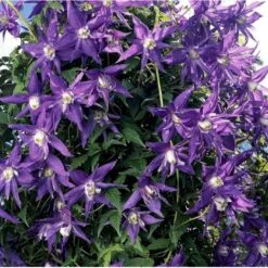 Klematis 'Georg' Clematis Macropetala 'Georg' Potte 2,0 Liter,- Opbundet 60-100 Cm