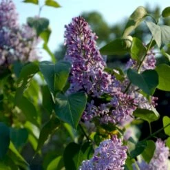 Almindelig Syren Syringa Vulgaris Solitær Busk 150-175 Cm. - Med Klump -Osmo Salgsbutik p2098 54117 syringa vulgaris e2e1