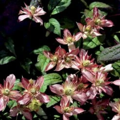 Bjerg-Skovranke 'Marjorie' Clematis Montana 'Marjorie' Potte 2,0 Liter,- Opbundet -Osmo Salgsbutik p20990 48633 clematis montana marjorie a2e0