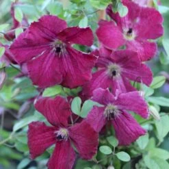 Italiensk Skovranke 'Rubra' Clematis Viticella 'Rubra' Potte 2,0 Liter,- Opbundet 60-100 Cm