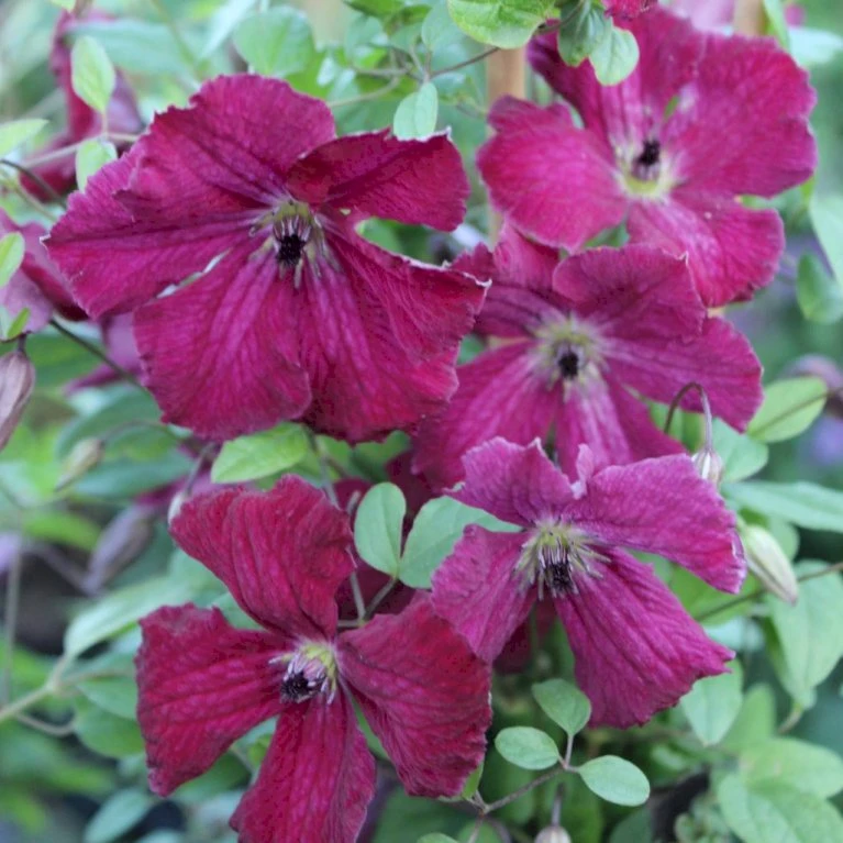 Italiensk Skovranke 'Rubra' Clematis Viticella 'Rubra' Potte 2,0 Liter,- Opbundet 60-100 Cm 1 Italiensk Skovranke 'Rubra' Clematis Viticella 'Rubra' Potte 2,0 Liter,- Opbundet 60-100 Cm
