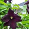 Italiensk Skovranke 'Romantica' Clematis Viticella 'Romantica' Potte 2,0 Liter,- Opbundet