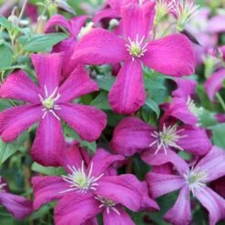 Italiensk Skovranke 'Madame Julia Correvon' Clematis Viticella 'Madame Julia Correvon' Potte 2,0 Liter,- Opbundet