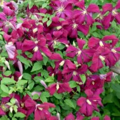 Italiensk Skovranke 'Madame Julia Correvon' Clematis Viticella 'Madame Julia Correvon' Potte 2,0 Liter,- Opbundet -Osmo Salgsbutik p21001 48672 clematis viticella madame julia correvon 567f