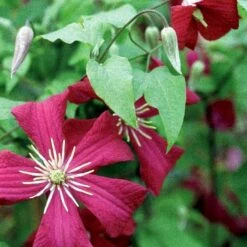 Italiensk Skovranke 'Madame Julia Correvon' Clematis Viticella 'Madame Julia Correvon' Potte 2,0 Liter,- Opbundet -Osmo Salgsbutik p21001 48673 clematis viticella madame julia correvon 726d